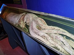 Giant squid (Architeuthis dux)