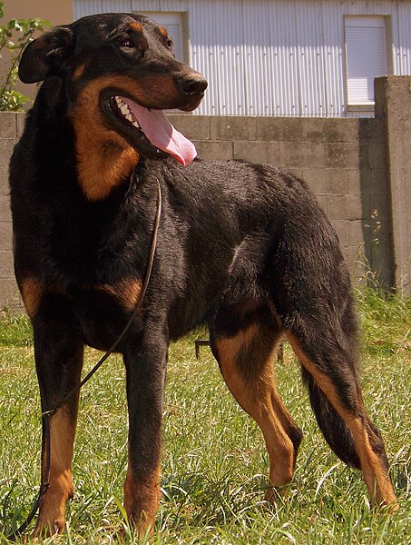 File:Muskiz de Subeltz propiedad del Centro Canino A Cova do Lobo.JPG