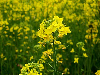 <span class="mw-page-title-main">DMH-11 Mustard</span> Genetically modified variety of mustard plant