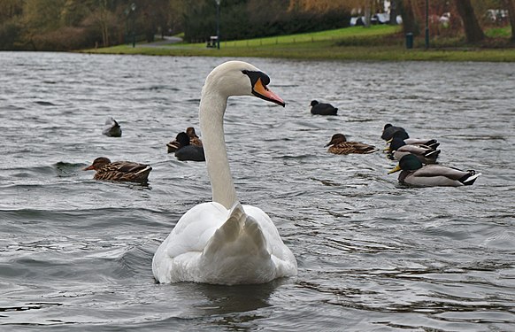 en:Mute swan