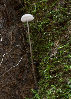 Mycena cystidiosa 14367.jpg