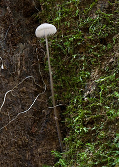 Mycena cystidiosa: fotografijŏ