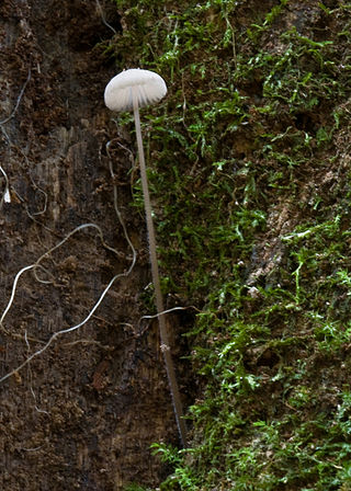 <i>Mycena cystidiosa</i> Species of fungus