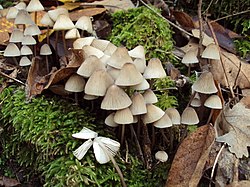 Mycena galopus 68060. jpg