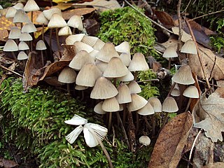 <i>Mycena galopus</i> Species of fungus