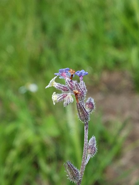 File:Myosotis discolor sl11.jpg