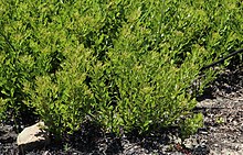 Myrica quercifolia Oak Waxberry 2.jpg