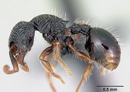 Myrmecina striata