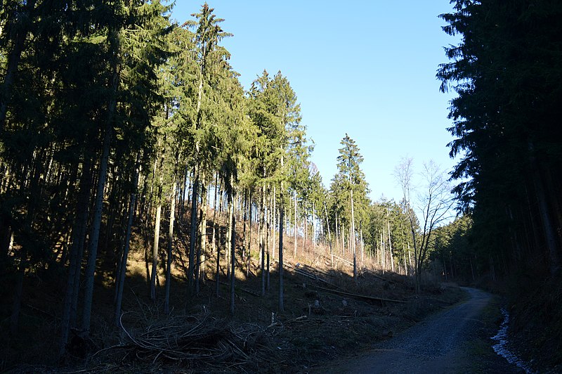 File:NP Harz - Großes Schüsseltal bei Goslar (12).jpg