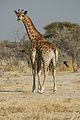 Namibie Etosha Girafe 03.jpg