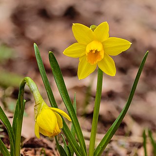 <i>Narcissus</i> Tête-à-tête Narcissus Cultivar Tête-à-tête Daffodil