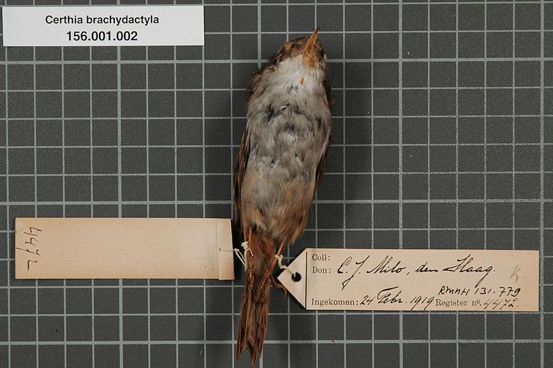 File:Naturalis Biodiversity Center - RMNH.AVES.131779 2 - Certhia brachydactyla Brehm, 1820 - Certhiidae - bird skin specimen.jpeg