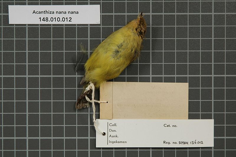 File:Naturalis Biodiversity Center - RMNH.AVES.136012 2 - Acanthiza nana nana Vigors & Horsfield, 1827 - Acanthizidae - bird skin specimen.jpeg