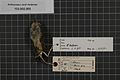 Naturalis Biodiversity Center - RMNH.AVES.37676 2 - Anthoscopus caroli rhodesiae Sclater, 1932 - Remizidae - bird skin specimen.jpeg