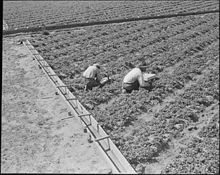 Près de Mission San Jose, Californie. Membres de familles d'agriculteurs d'ascendance japonaise dans leur champ de fraises à l'ouverture de la récolte de 1942. Dans deux jours, les résidents d'origine japonaise seront évacués vers un point de rassemblement pour un transfert ultérieur vers un centre de l'Autorité de réinstallation de guerre pour passer la période. 5 mai 1942.