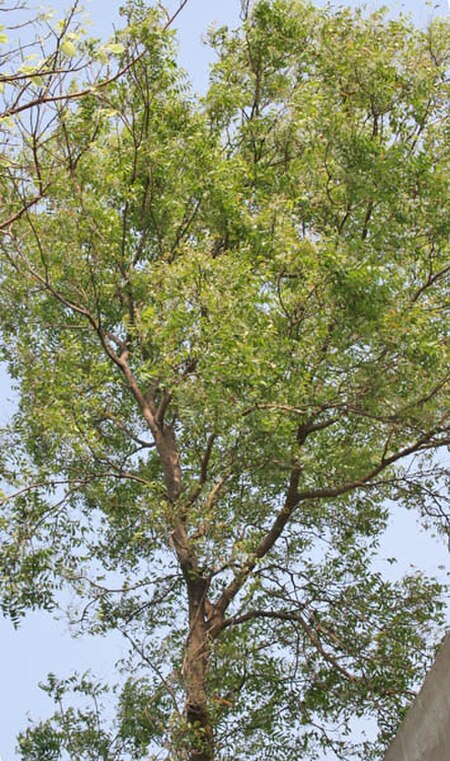 Fail:Neem_(Azadirachta_indica)_tree_with_flowers_in_Kolkata_W_IMG_6189.jpg