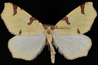 <i>Neoterpes</i> Genus of moths