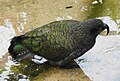 Nestor notabilis, Zoo Frankfurt