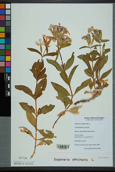 File:Neuchâtel Herbarium - Saponaria officinalis - NEU000029032.jpg