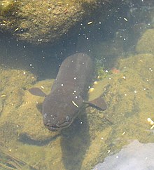 New Zealand long fin eel.jpg