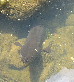 New Zealand longfin eel in a crevice of a waterfall near Piha Beach