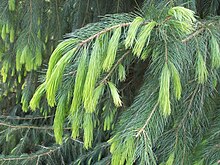 New growth, showing the exceptionally long needles of this species New growth of Himalayan or Morinda Spruce Picea smithiana.JPG
