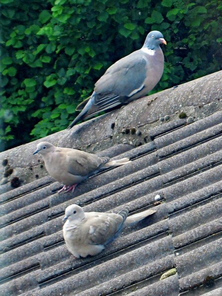 File:Newburgh, Woodpigeon and Collared Doves on my roof - geograph.org.uk - 1390709.jpg