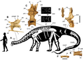 September 8: Nigersaurus skeleton
