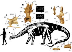 Un sauropode, Nigersaurus taqueti, a été dédié à Ph. Taquet en 1999.