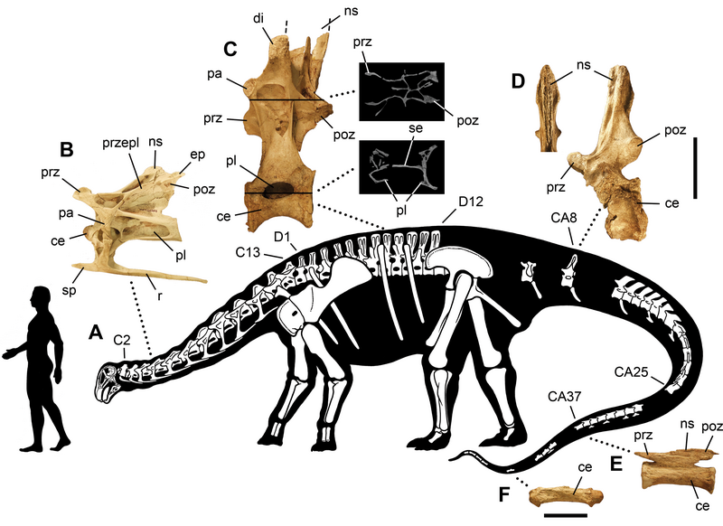 File:Nigersaurus taqueti skeleton.png