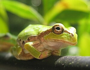 ニホンアマガエル (Hyla japonica)、宮城県栗原市にて 作者：Σ64