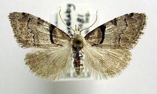 Short-cloaked moth species of insect