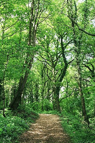 <span class="mw-page-title-main">Lousehill Copse</span> Nature reserve near Reading, England