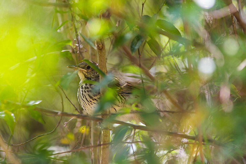 File:Northern mockingbird (46827679745).jpg