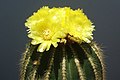 Notocactus wasarii.JPG