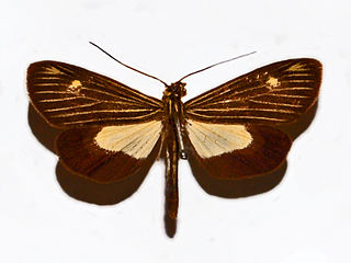 <i>Erbessa cingulina</i> Species of moth