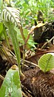 Oak-leaf fern.jpg