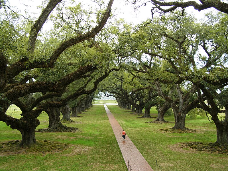 File:Oak Alley Plantation 2007.jpg