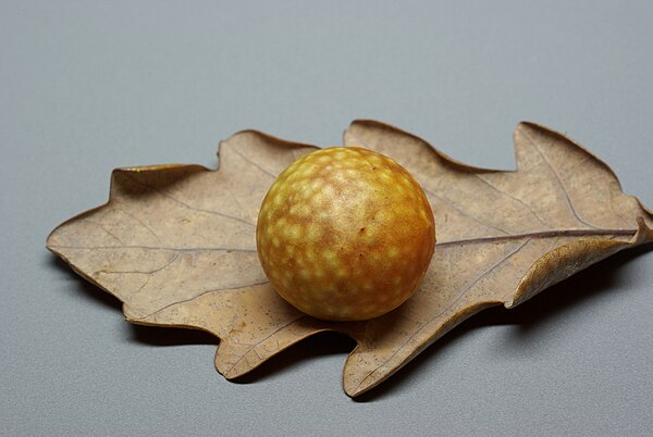 An oak apple on an oak leaf.