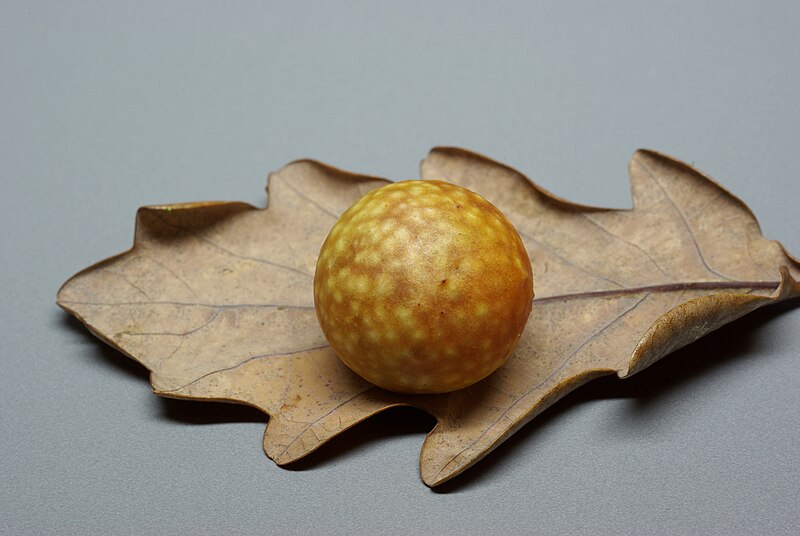 File:Oak apple BW 2014-11-16 20-35-06.jpg