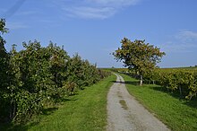 Obstgärten und Weinrieden in Nonnenhorn