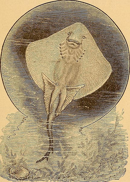 File:Ocean wonders- a companion for the seaside (1879) (14579880937).jpg