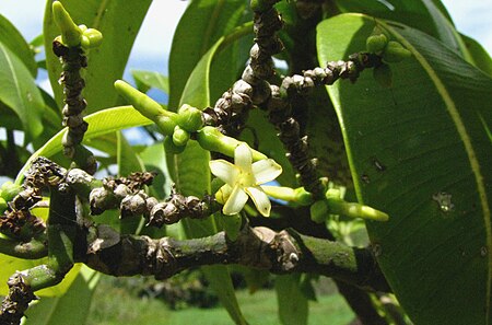 Ochrosia kauaiensis