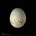 * Nomination egg of mourning wheatear (hapophila) - Oeuf de Traquet deuil (hapophila) --Ercé 08:31, 5 September 2023 (UTC) * Promotion  Support Good quality. --Ermell 21:58, 8 September 2023 (UTC)