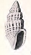 Illustration of the shell of an Oenopota tabulata sea snail Oenopota tabulata 001.jpg