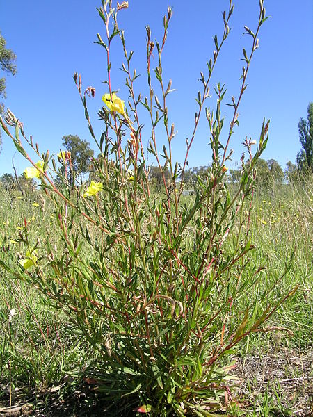 File:Oenothera stricta plant2 (14726574923).jpg