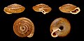 * Nomination Shell of a small Portuguese land snail, Oestophora barbula --Llez 07:01, 3 February 2013 (UTC)  Support QI & Useful --Archaeodontosaurus 16:44, 3 February 2013 (UTC) * Promotion