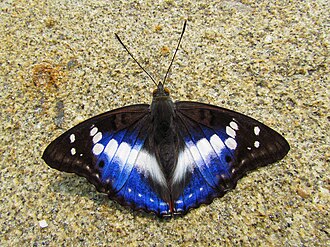 Indian purple emperor Open wing position of Mimathyma ambica Kollar, 1844 - Indian Purple Emperor.jpg