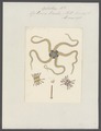 Ophiura tricolor - - Print - Iconographia Zoologica - Special Collections University of Amsterdam - UBAINV0274 108 16 0006.tif