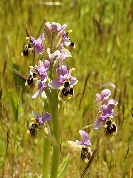File:Ophrys neglecta (plants).jpg